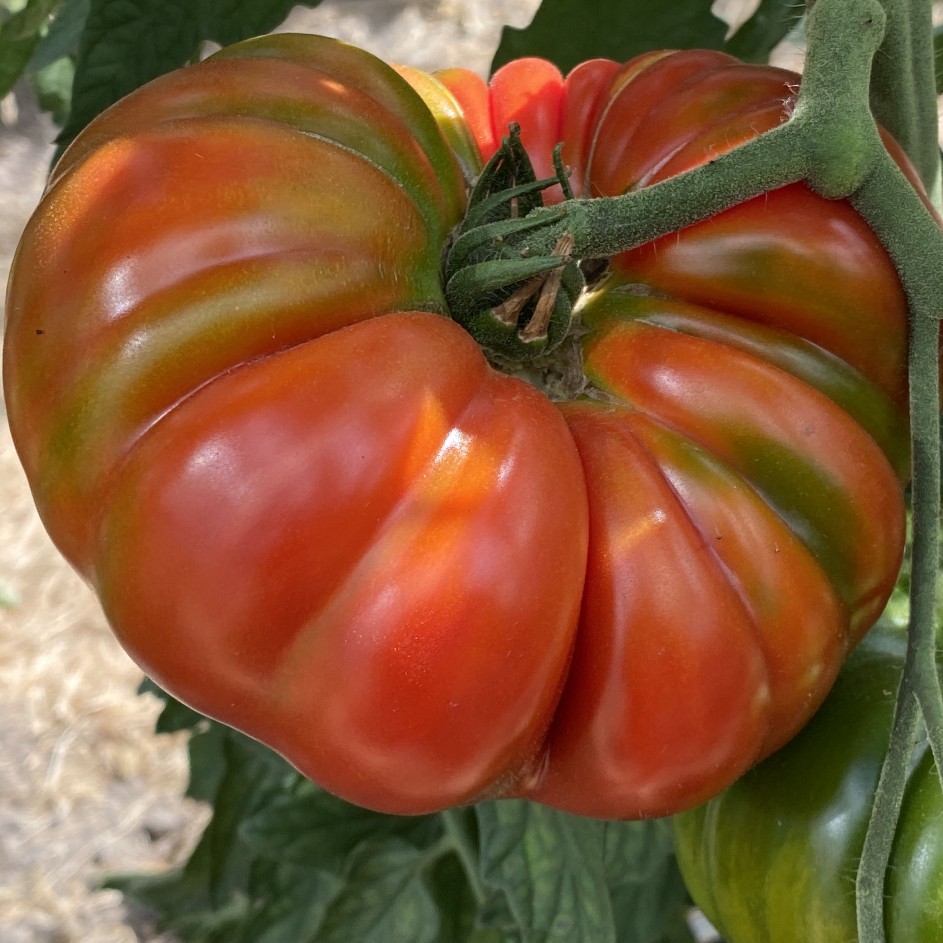 Saatgut / Samen von der Tomate Bärentatze